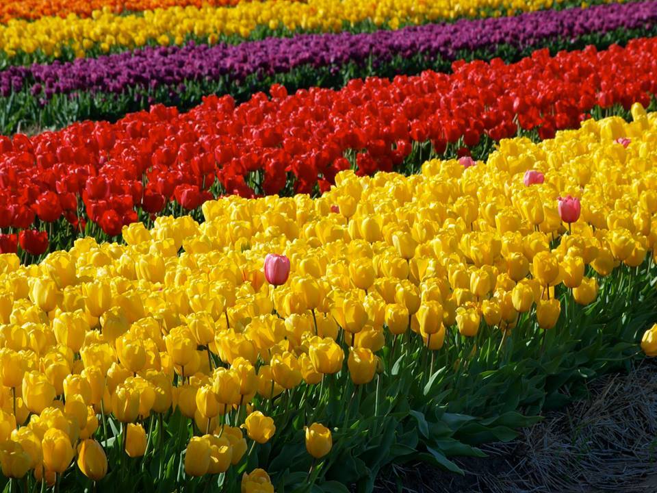 vibrant tulips in Discover Holland.jpg